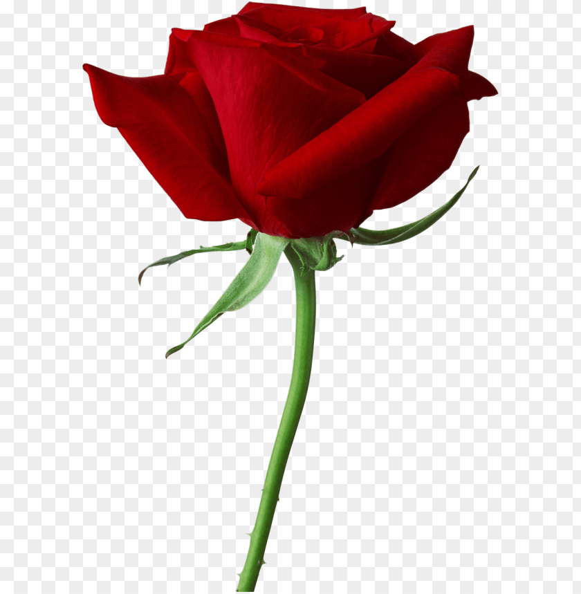 
rose
, 
woody flowering plant
, 
genus rosa
, 
red rose
