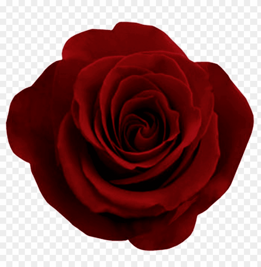 
rose
, 
woody flowering plant
, 
genus rosa
, 
red rose
