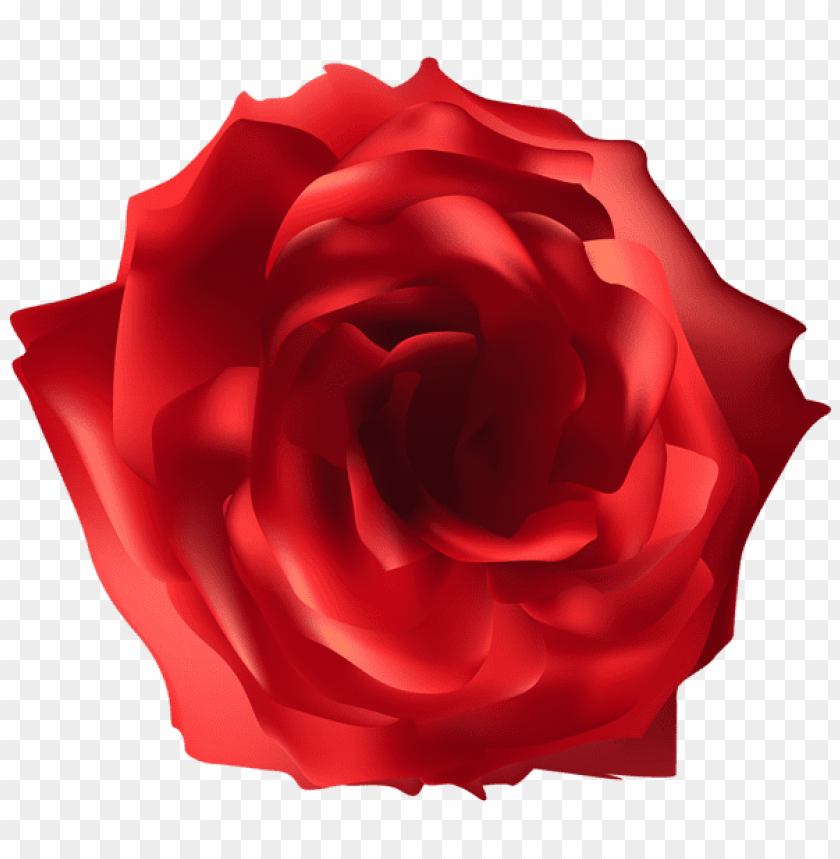 red rose