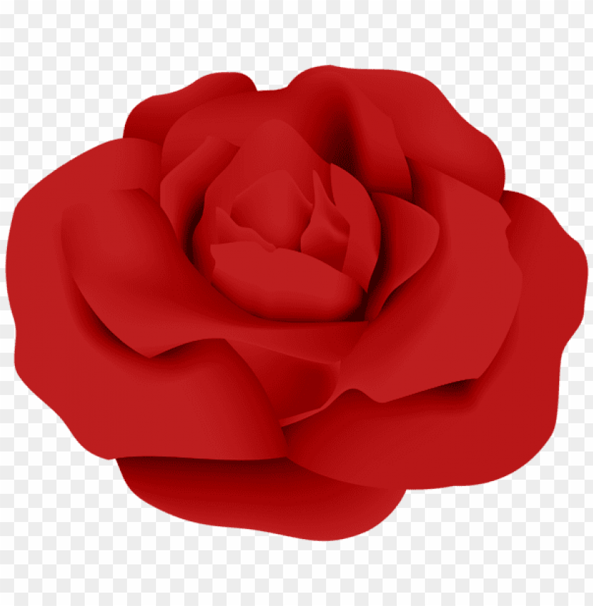 red rose