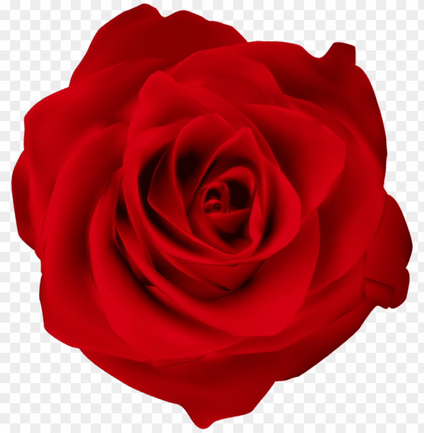 red rose