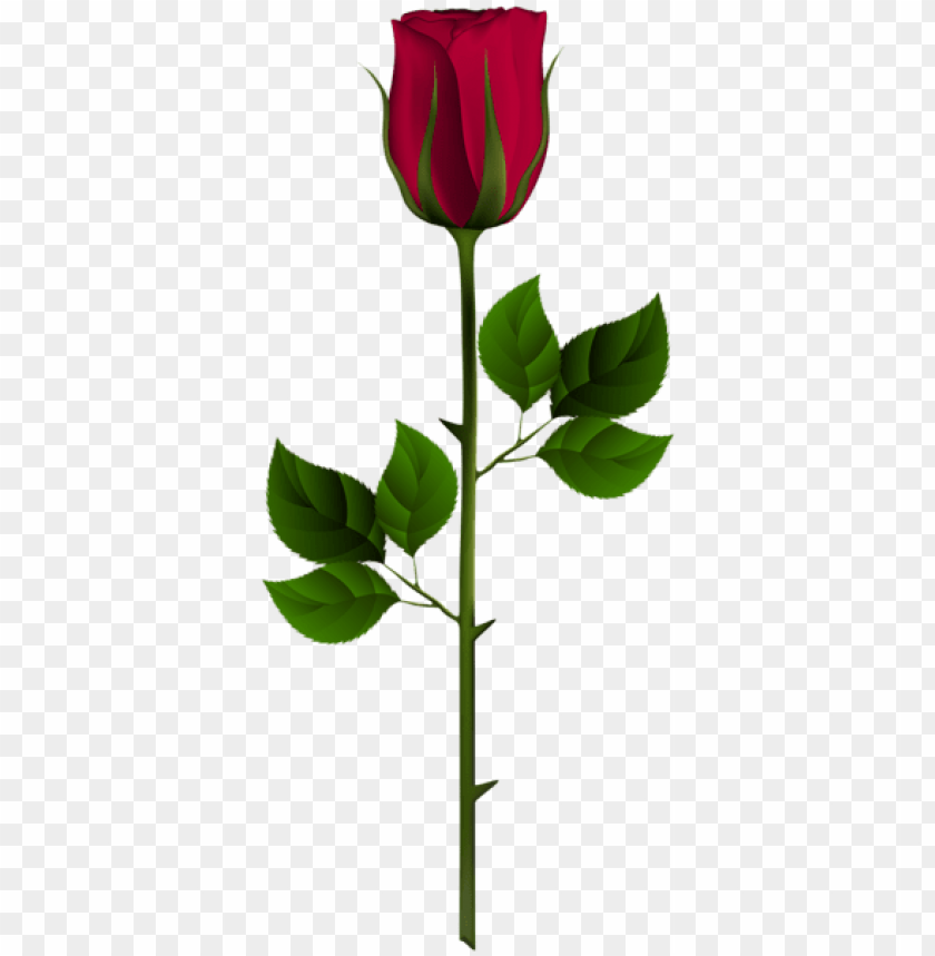 red rose bud