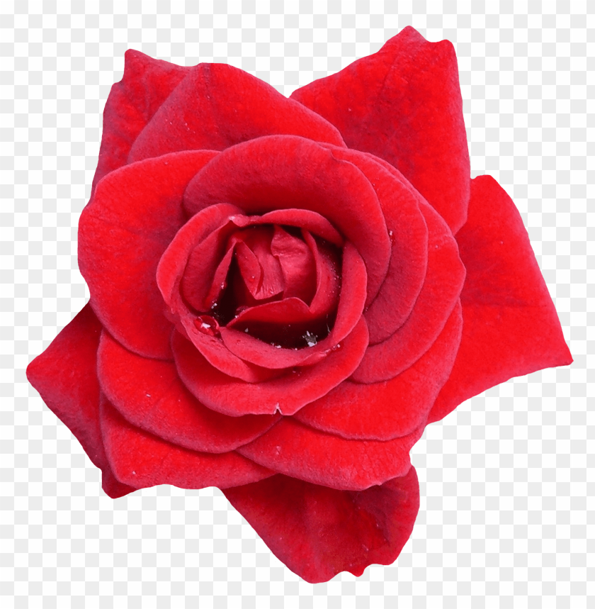 
rose
, 
red rose
, 
flower
