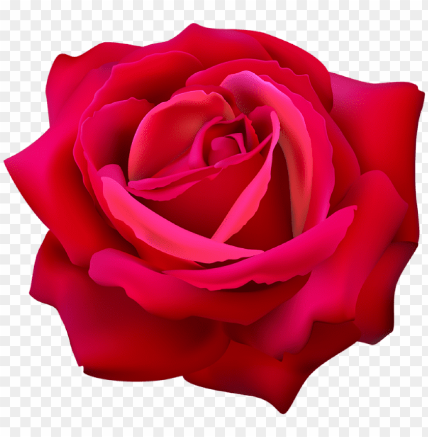 red rose flower