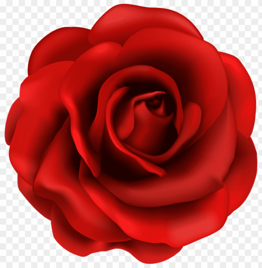 red rose flower