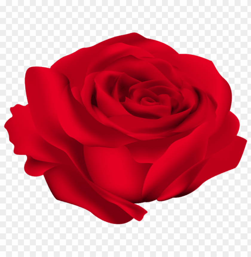 red rose flower