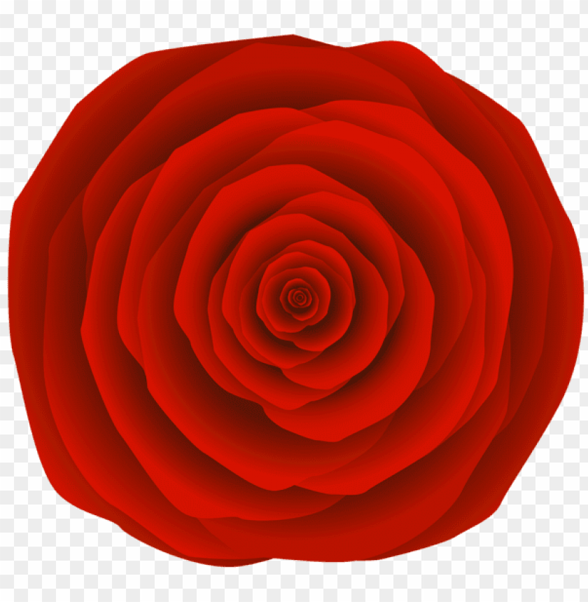 red rose flower