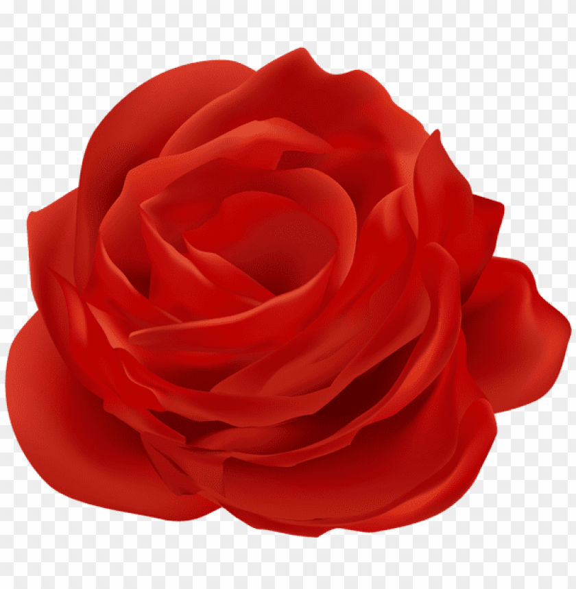 red rose flower