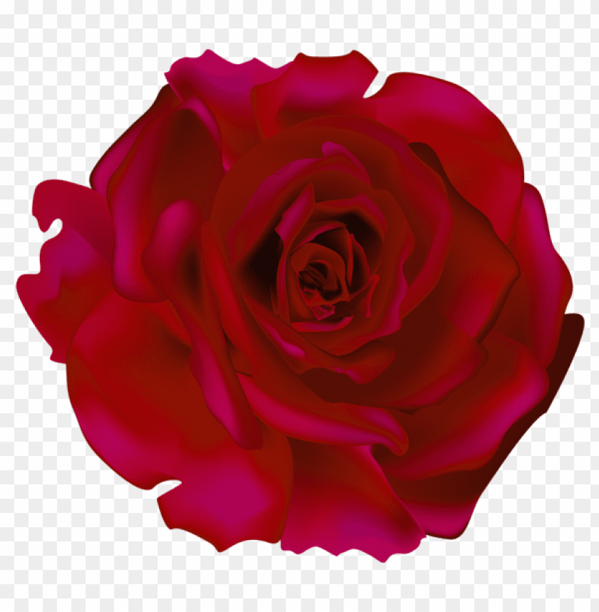 red rose picture