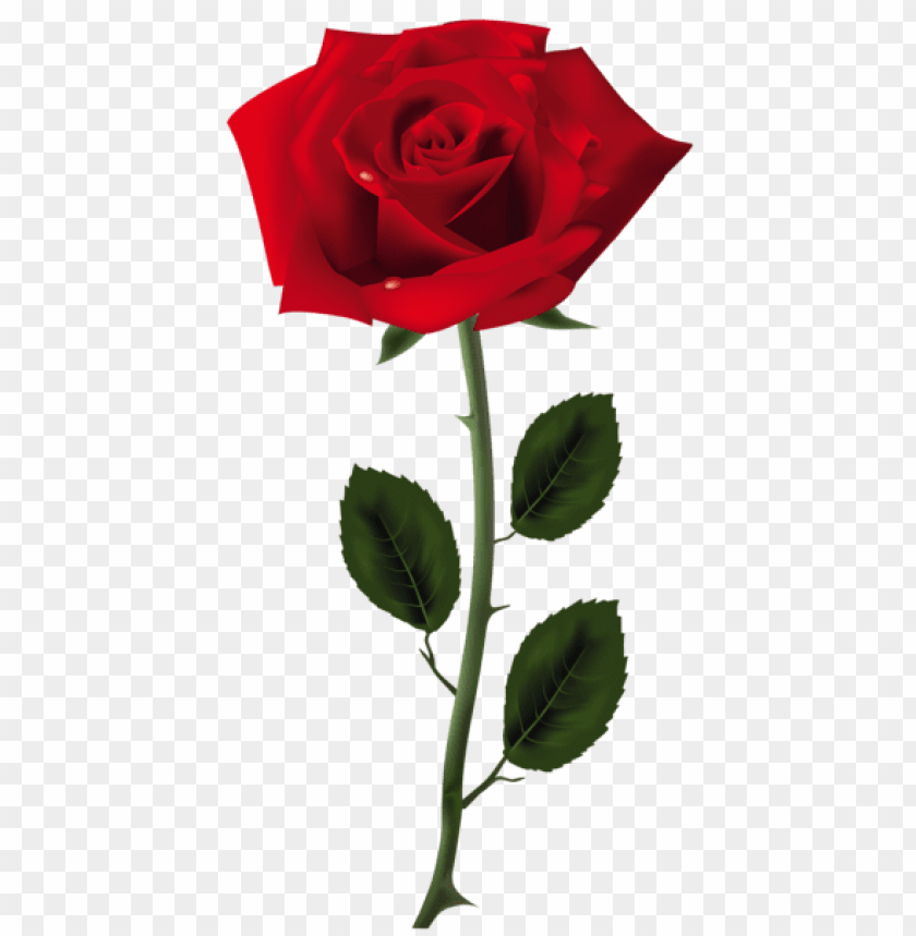 red rose png art picture