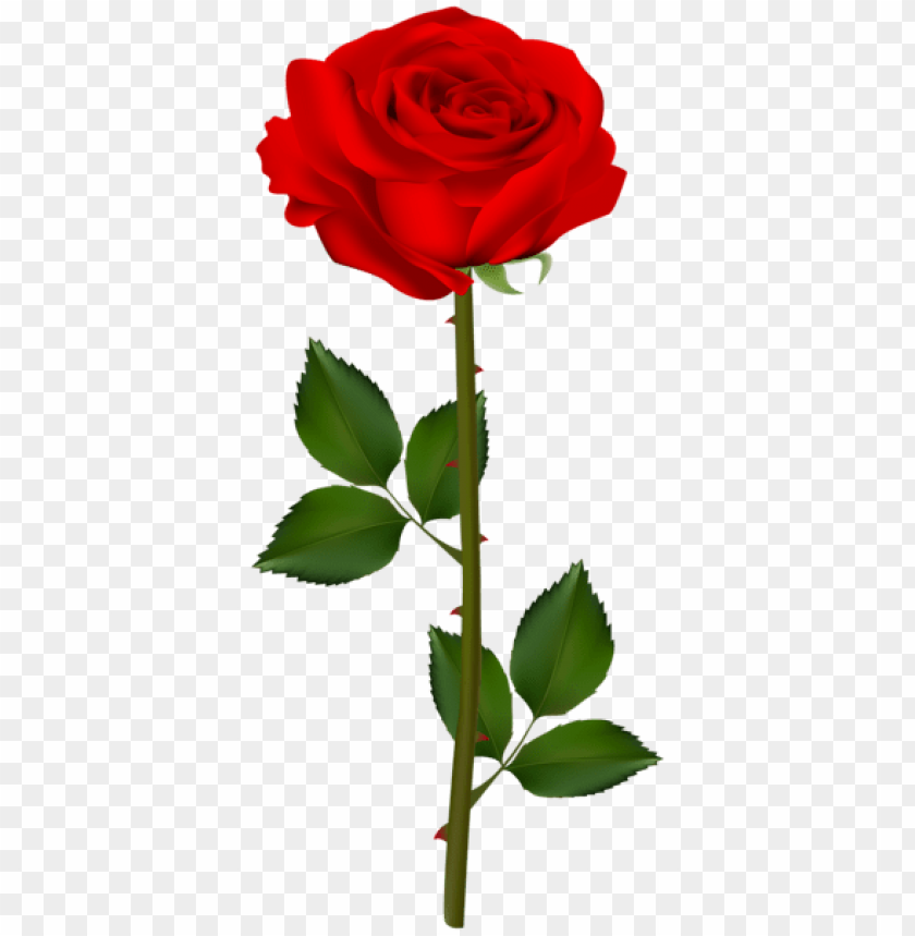 red rose transparent