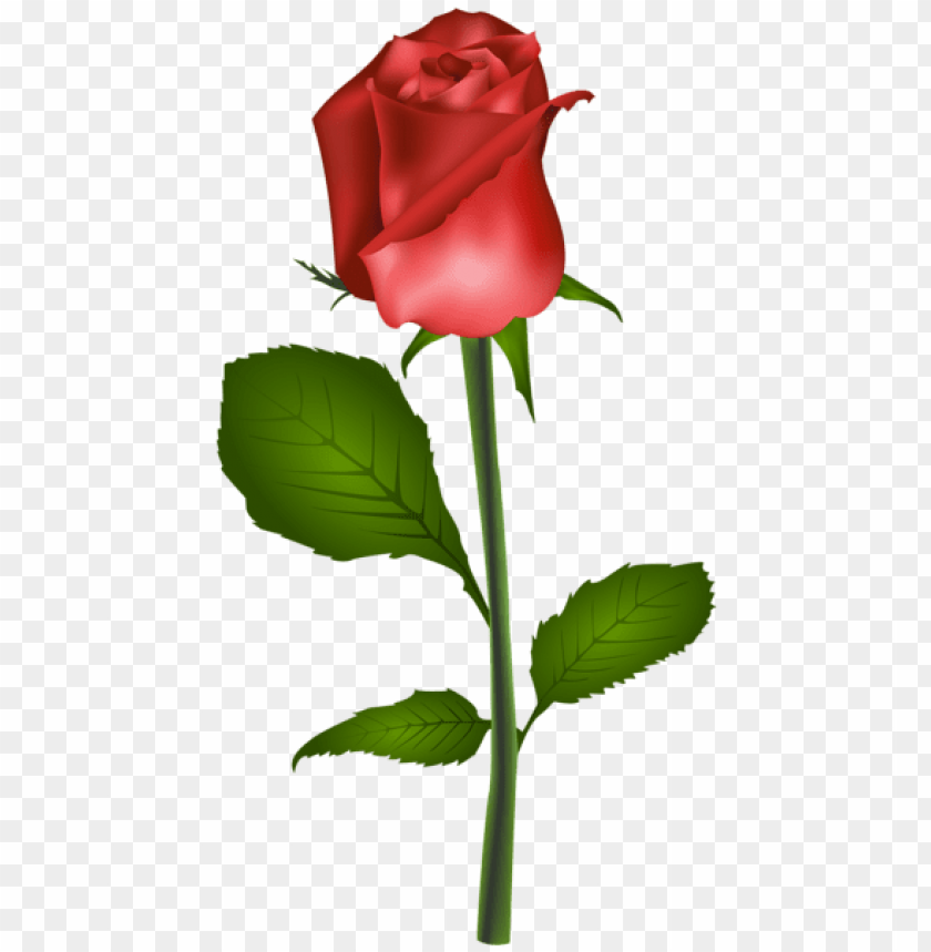 red rose transparent