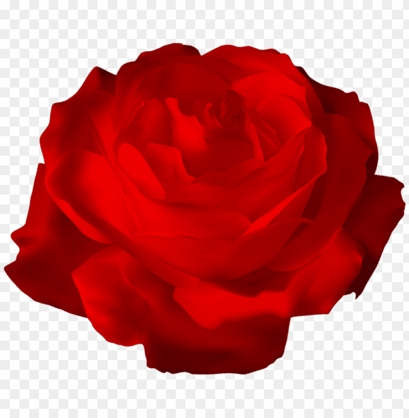 red rose transparent