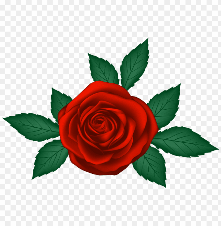 red rose transparent