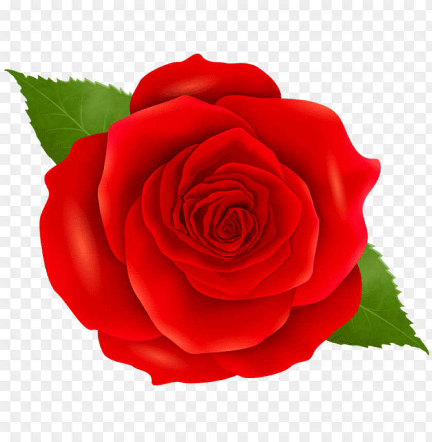 red rose transparent