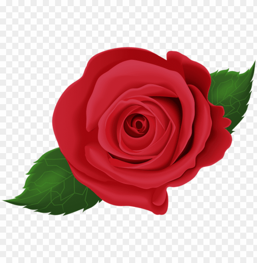 red rose with leaves