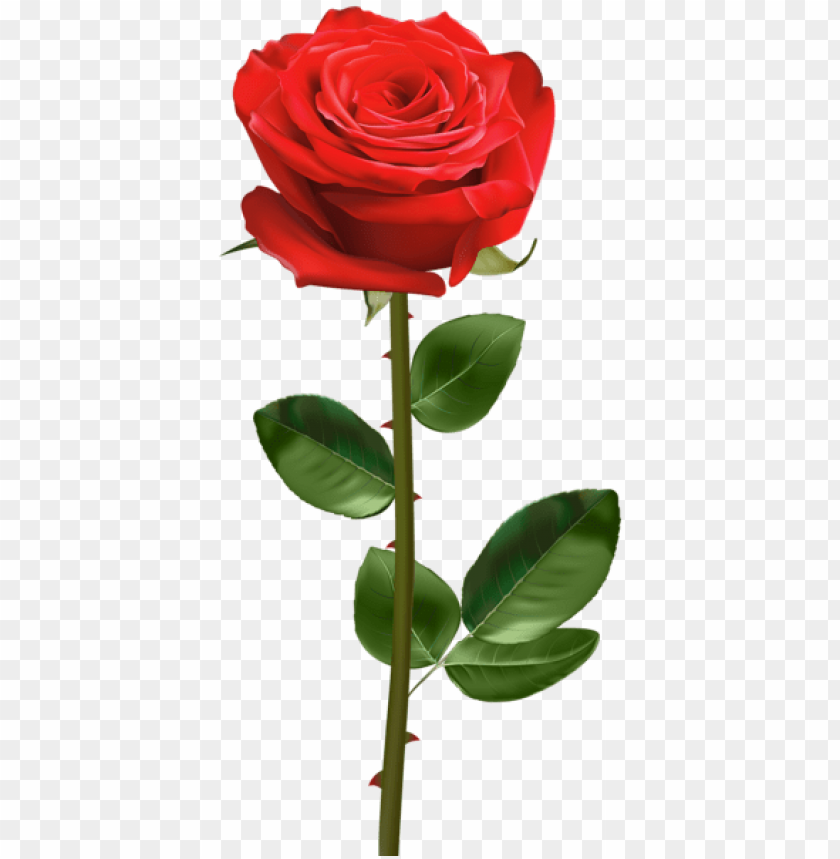 red rose with stem