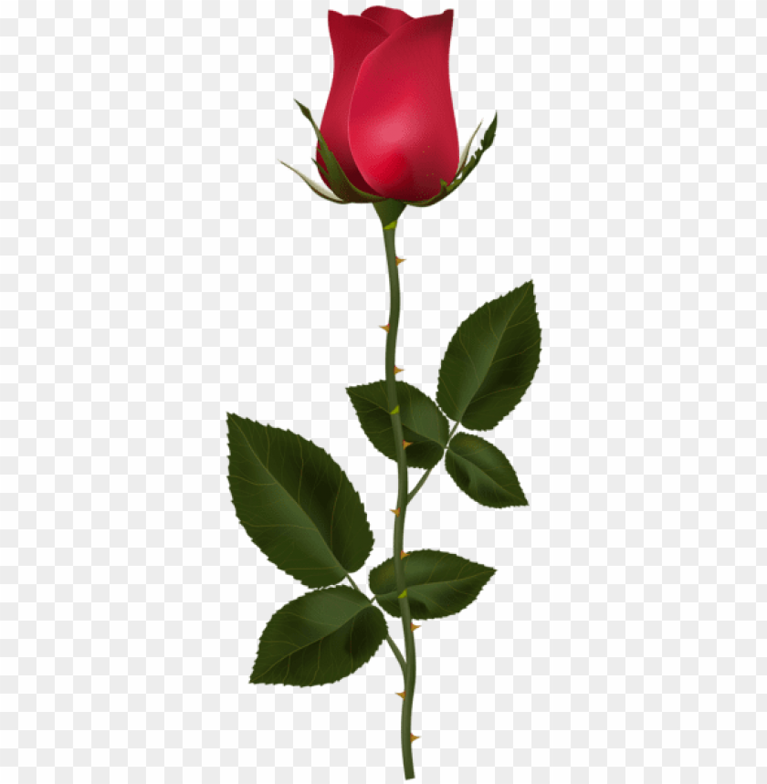 red rose with stem