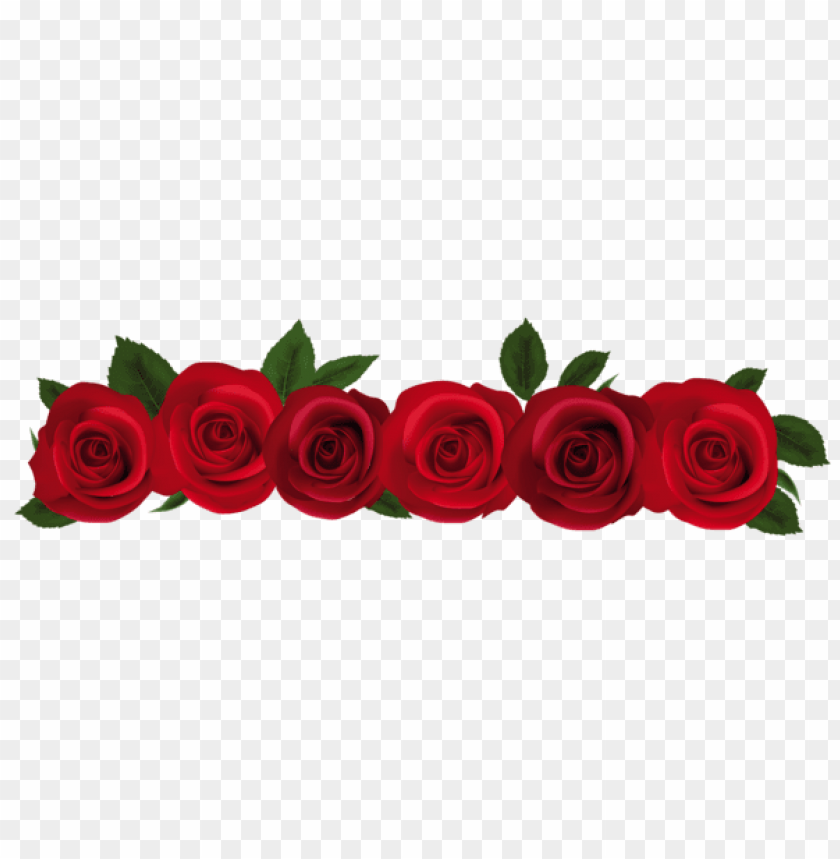 red roses