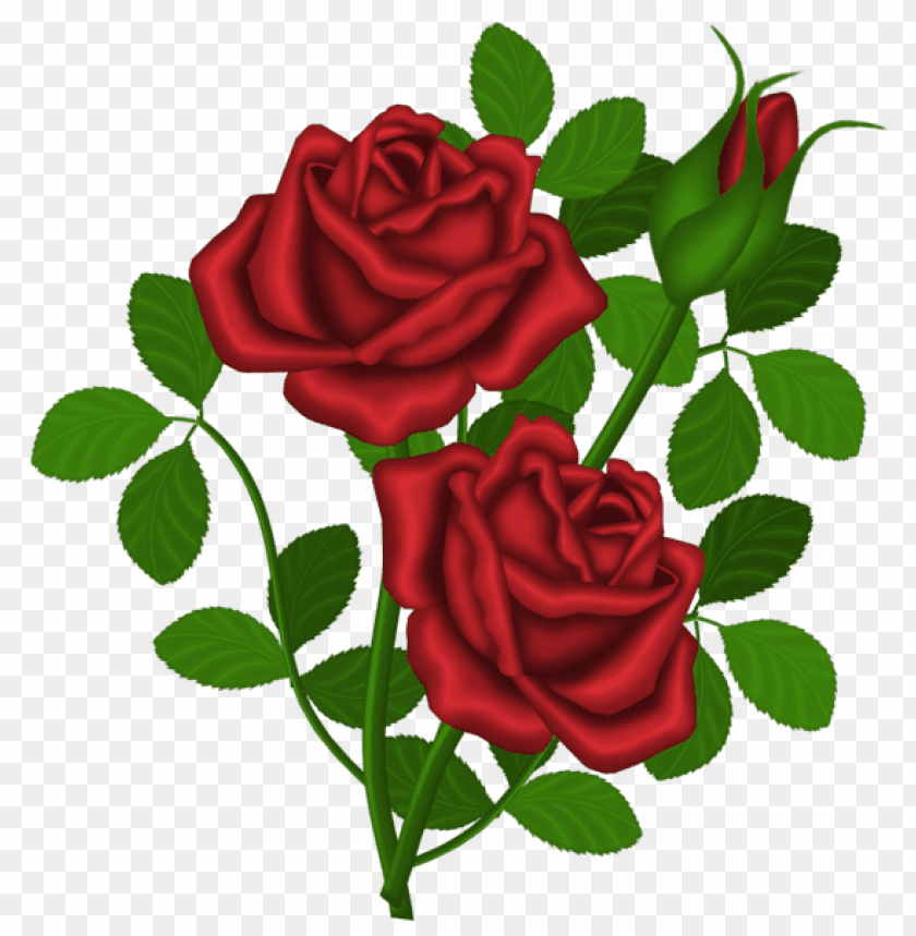 red roses