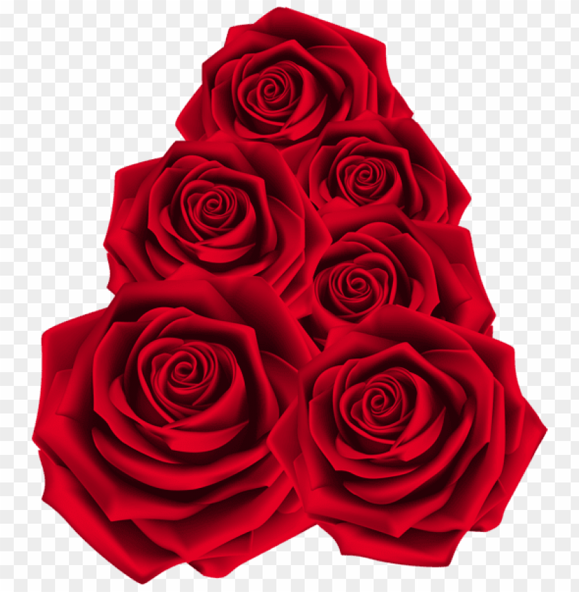 red roses