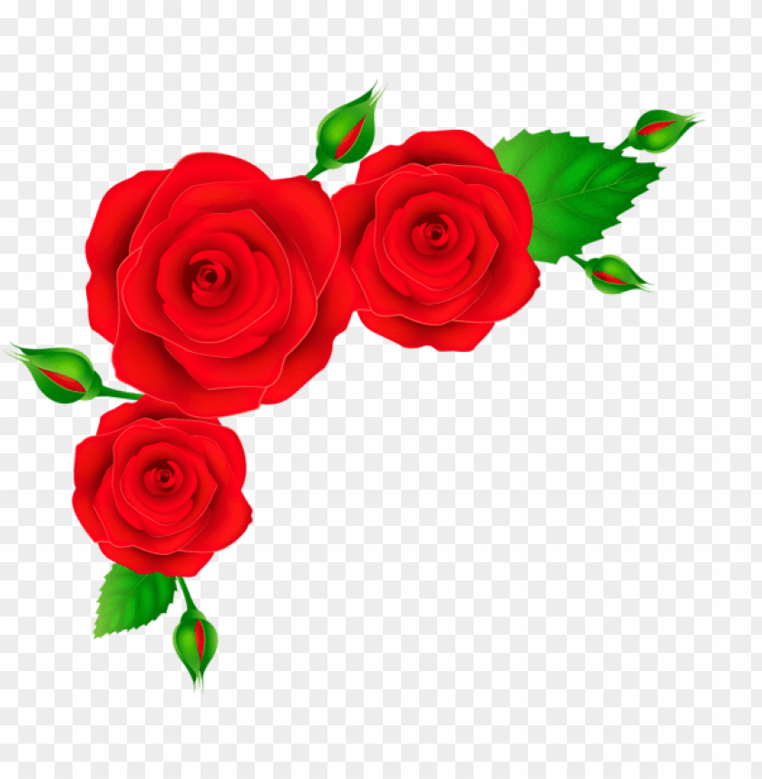 red roses corner transparent