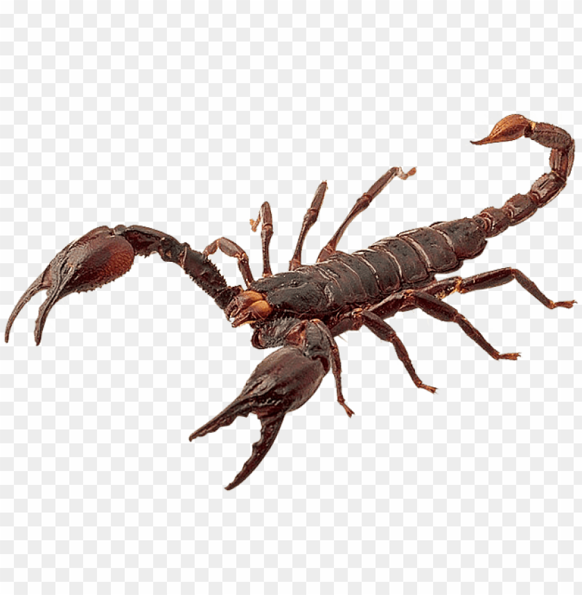 animals, scorpions, red scorpion, 