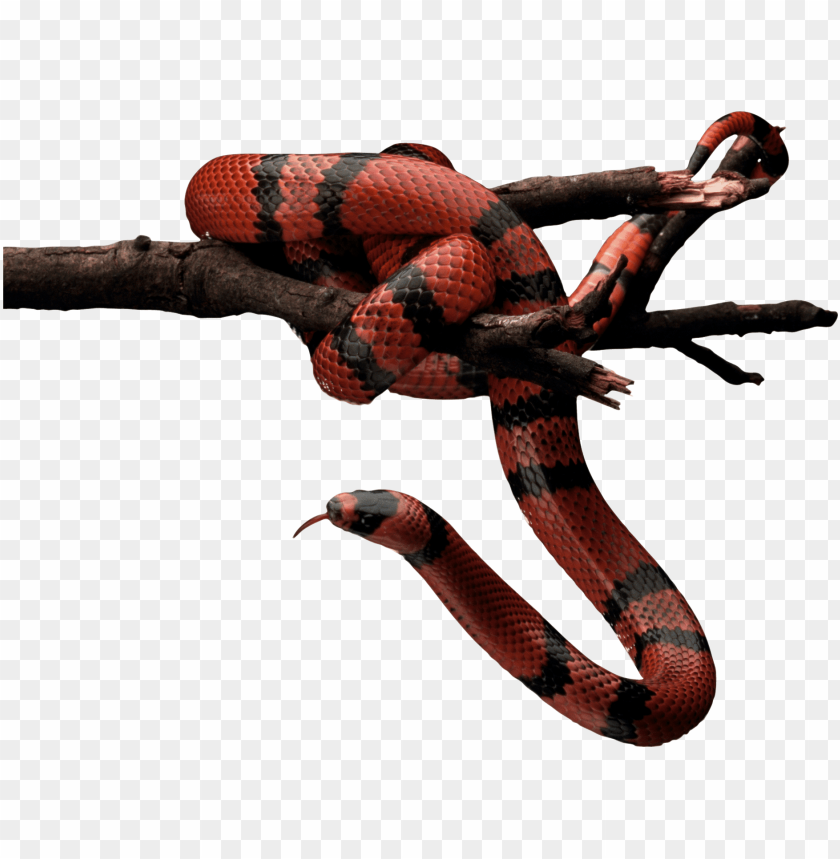 animals, snakes, red snake, 