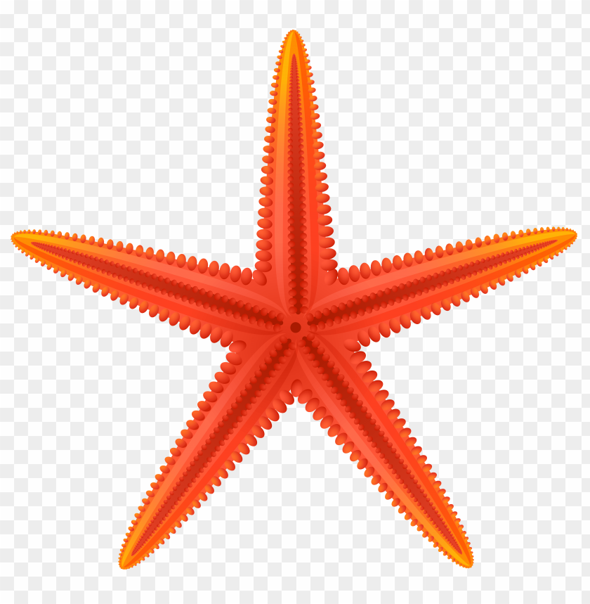 red, starfish