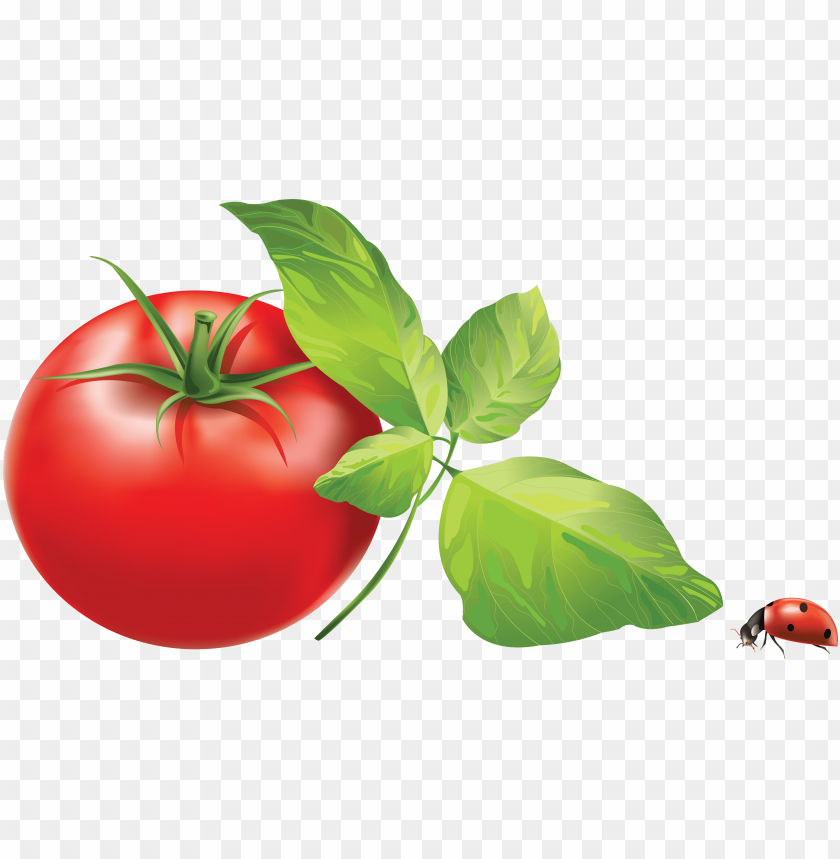 
tomato
, 
salad fruit
, 
red fruit
, 
tomatoes
