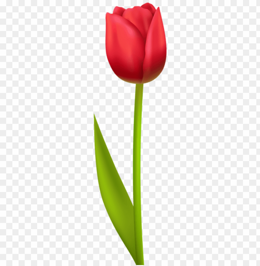 red tulip