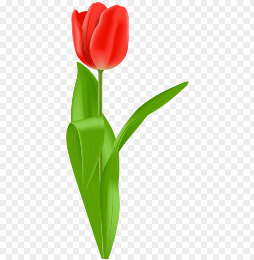 red tulip