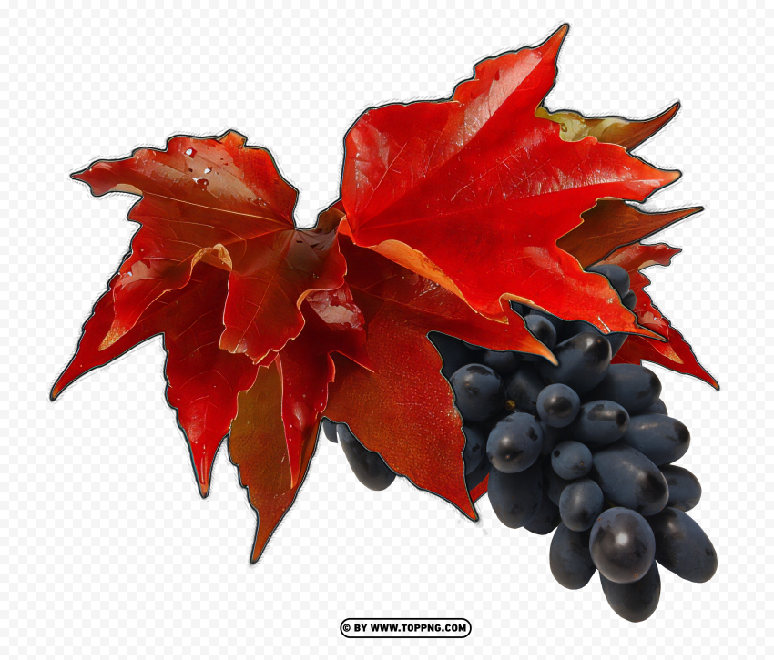 vineyard foliage png, grapevine leaf png, crimson vine leaves png, grape cluster with leaves png, transparent vine leaf image, burgundy grape leaf png, grapevine foliage with transparency