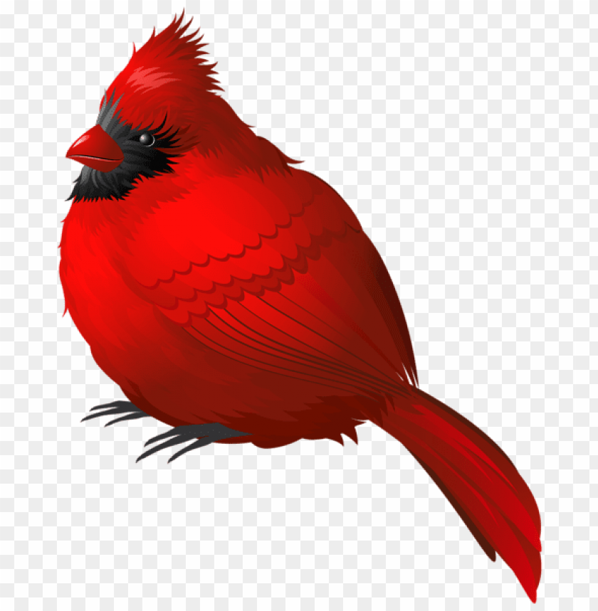 birds png ,bird