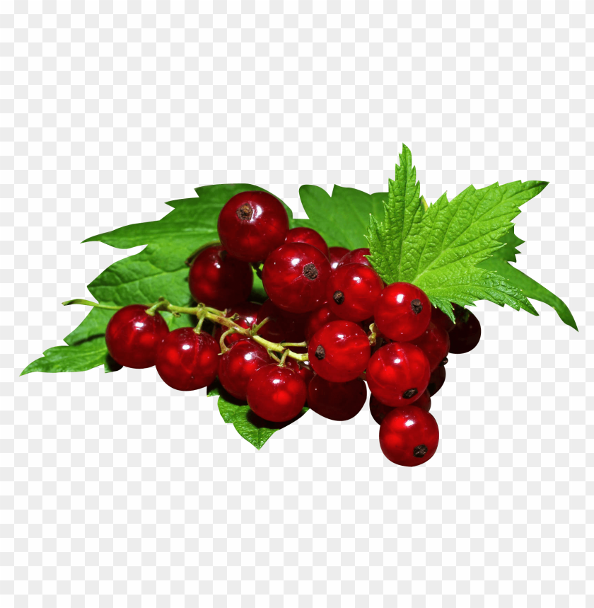 fruits, berry, berries, redcurrant, red currant