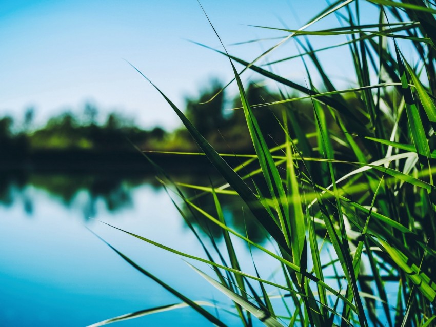 Reed Cattail Grass Leaves Shore Pond Background