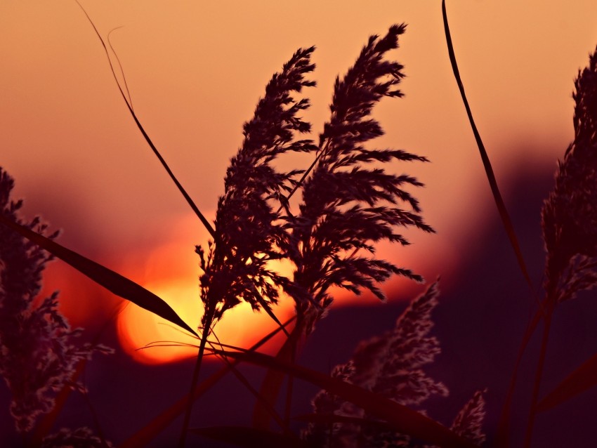 reed, panicles, dawn, close up, nature