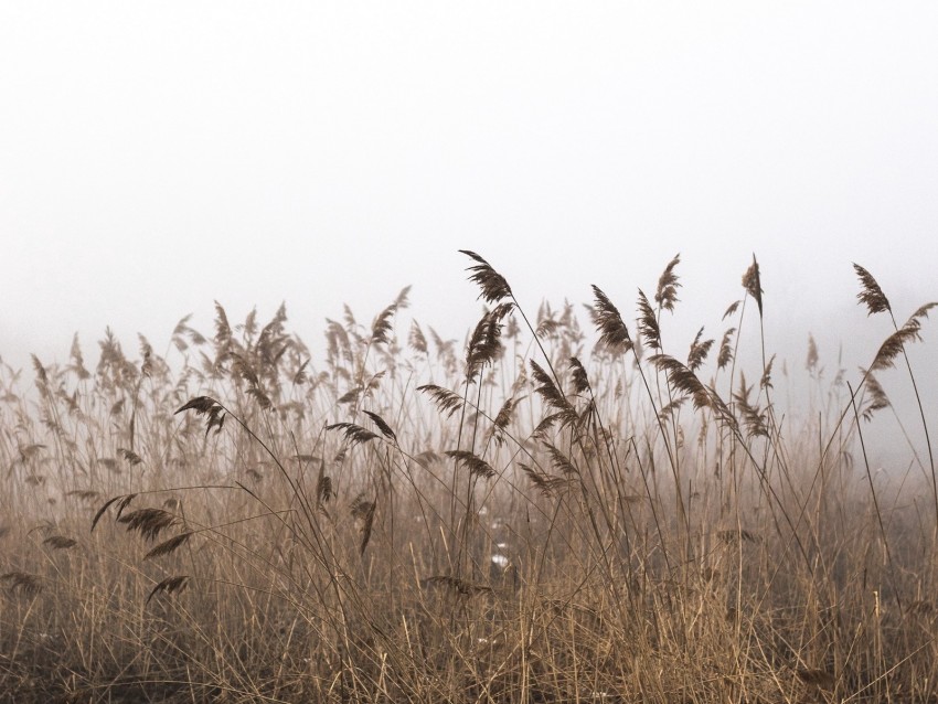 reeds, fog, autumn, grass, dry