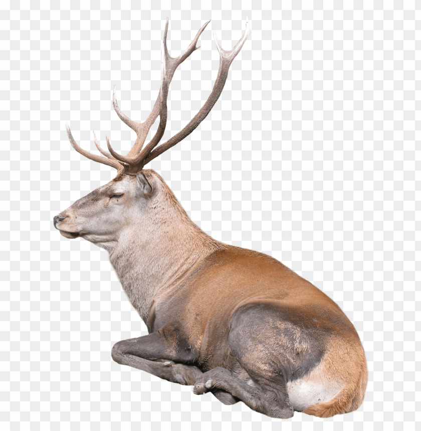 Deer PNG, animal, antlers, laying