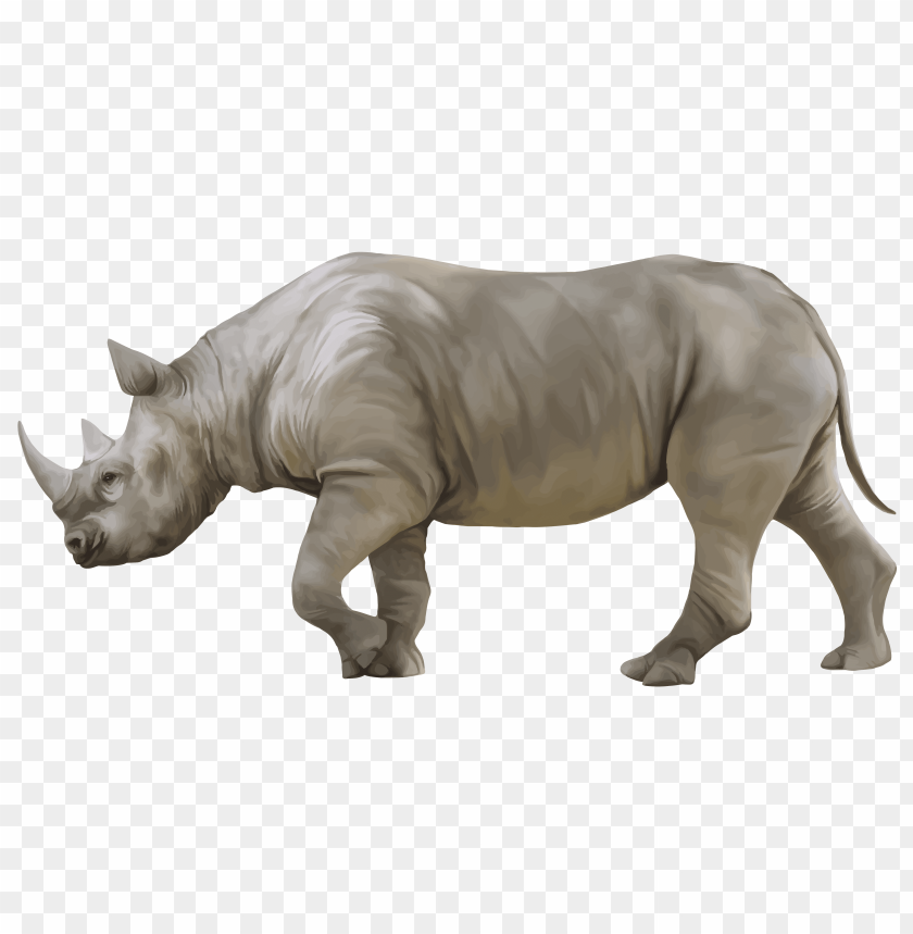 rhino