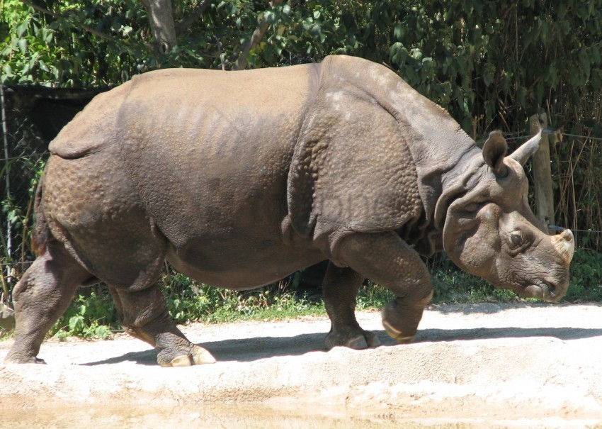 Rhino Sand Trees Walk Wallpaper PNG Transparent Background