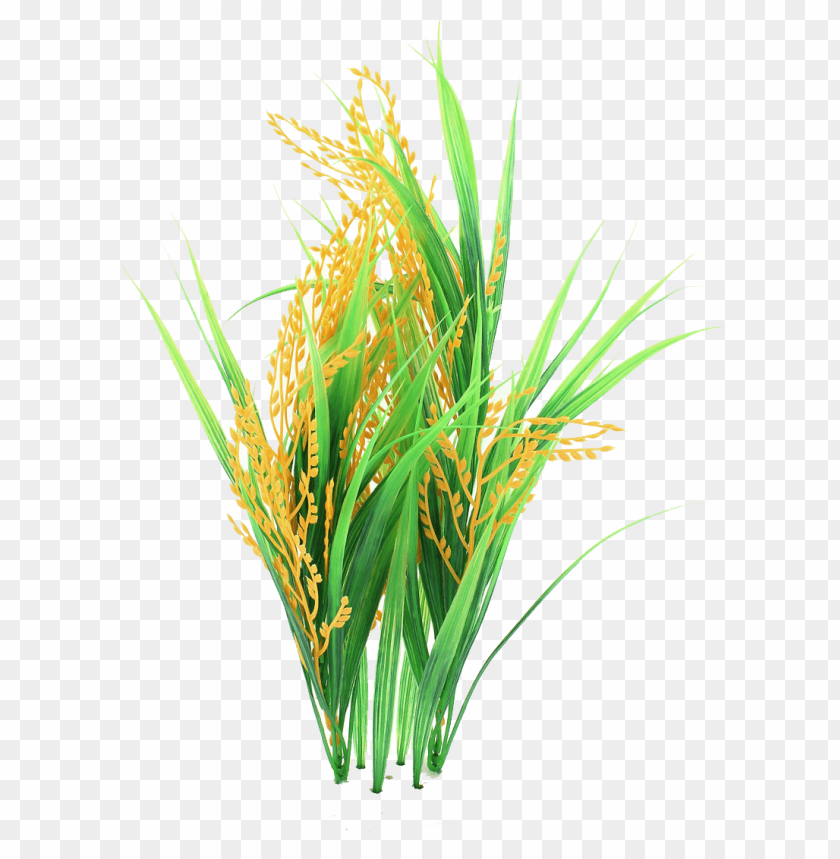 plants, rice, agriculture, greenery, grains