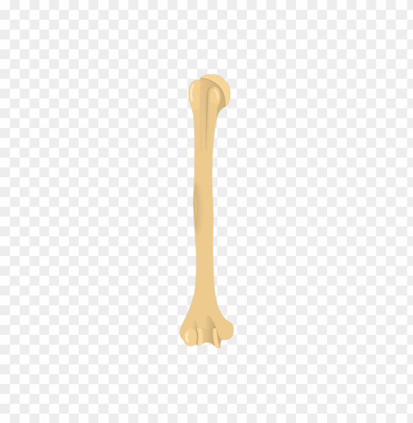 people, bones of the body, right humerus, 