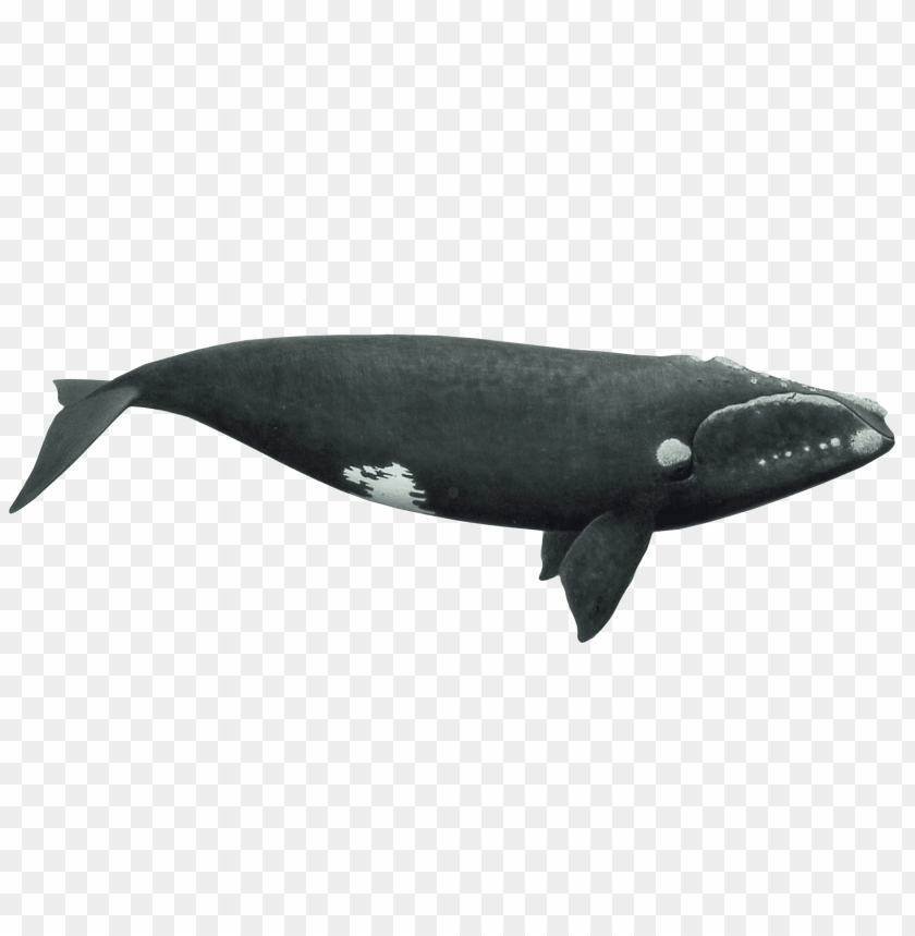 animals, sea animals, right whale, 