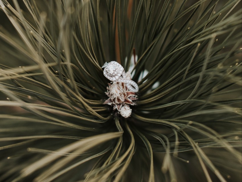 ring, needles, branch, spruce