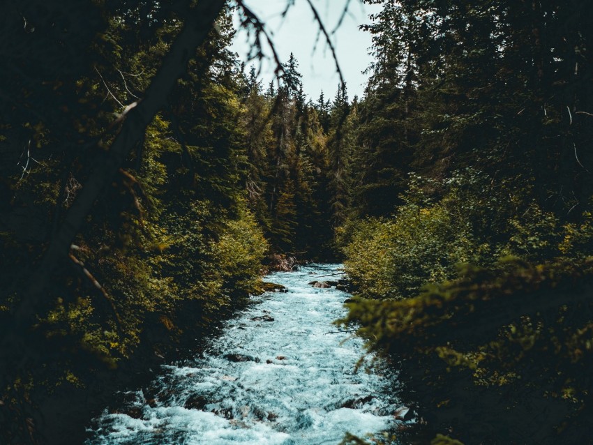 River Flow Branches Trees Background