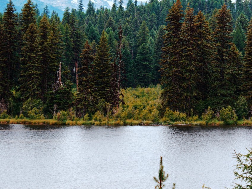 river, forest, trees, mountains, landscape