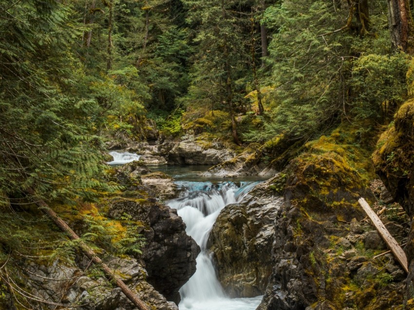 river, forest, trees, stones, stream