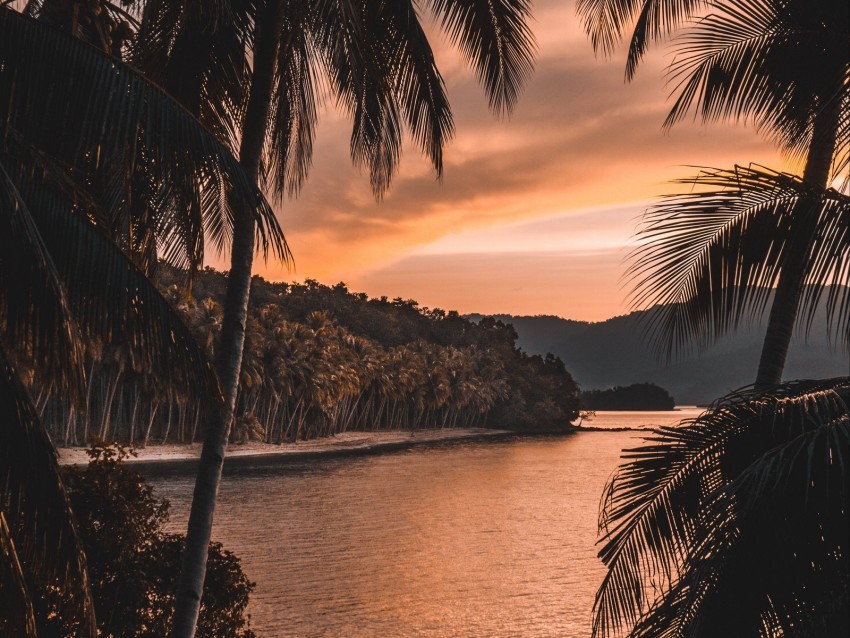 river, palm trees, twilight, landscape, tropical