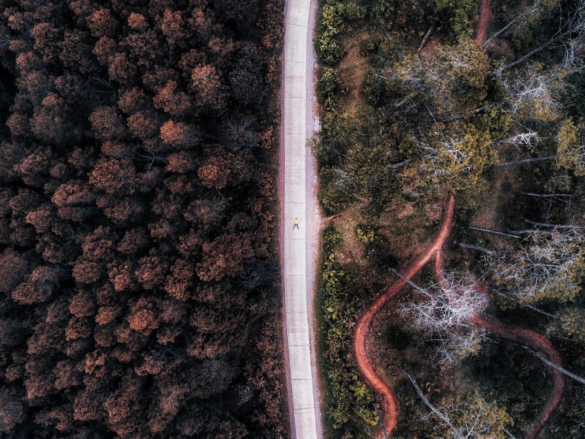 Road Aerial View Forest Trees Indonesia Background